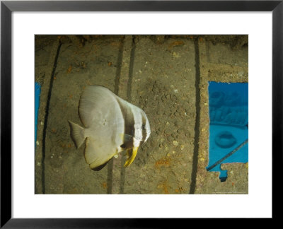Circular Batfish, Maui, Hawaii by David B. Fleetham Pricing Limited Edition Print image