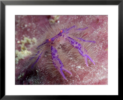 Hairy Squat Lobster On Barrel Sponge, Malaysia by David B. Fleetham Pricing Limited Edition Print image