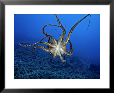 Day Octopus, Female, Hawaii by David B. Fleetham Pricing Limited Edition Print image
