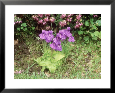 Large Flowered Butterwort, County Cork, Eire by David Fox Pricing Limited Edition Print image