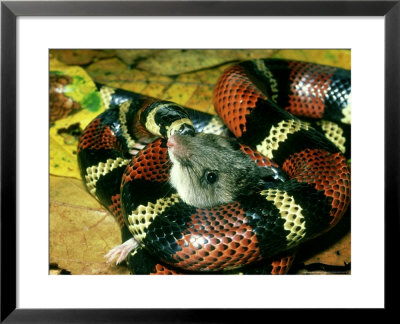Kingsnake, Constricting Mouse, Costa Rica by Michael Fogden Pricing Limited Edition Print image
