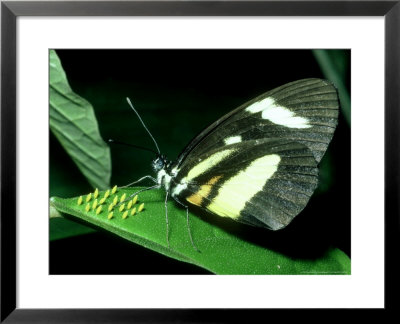 Pierid Butterfly, With Eggs, Costa Rica by Michael Fogden Pricing Limited Edition Print image