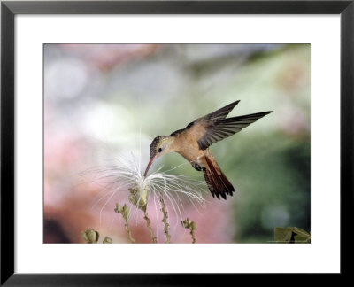 Cinnamon Hummingbird, Feeding At Flowers Of Inga Tree, Dry Forest, Costa Rica by Michael Fogden Pricing Limited Edition Print image
