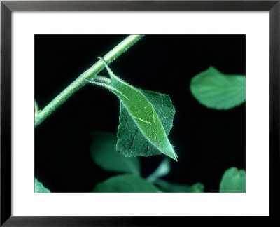 Purple Emperor, 5Th Instar Larva, Uk by Bob Fredrick Pricing Limited Edition Print image