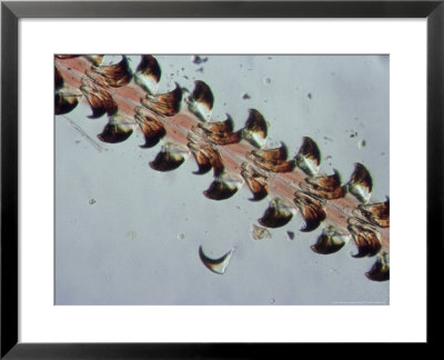 Snail, Radula by George Gardener Pricing Limited Edition Print image