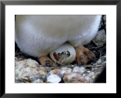 Gentoo Penguin, Chick Hatching, Antarctic Peninsula by Patricio Robles Gil Pricing Limited Edition Print image