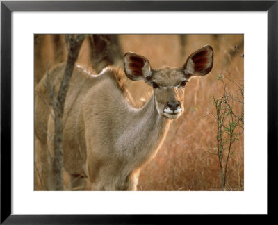 Greater Kudu, Female, Namibia by Patricio Robles Gil Pricing Limited Edition Print image