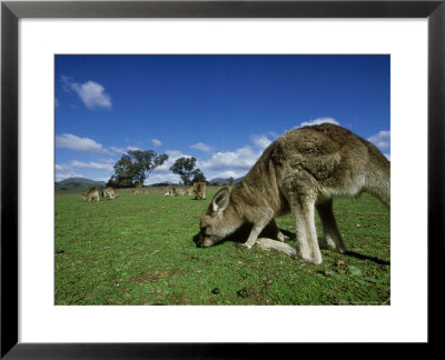 Eastern Grey Kangaroo, Feeding, Australia by Patricio Robles Gil Pricing Limited Edition Print image