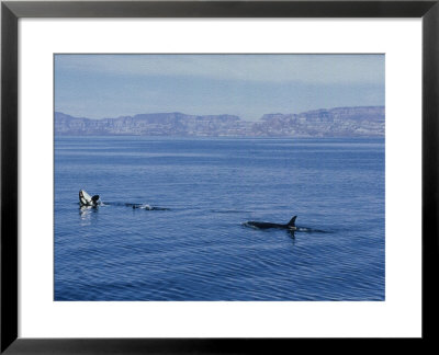 Killer Whale, Surfacing, Gulf Of California by Patricio Robles Gil Pricing Limited Edition Print image
