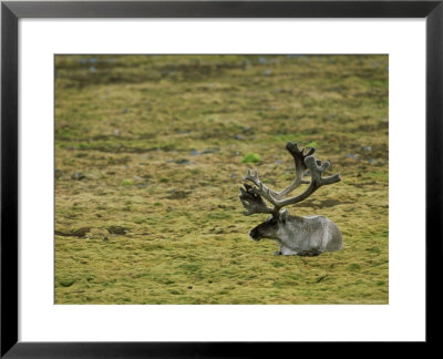 Spitsbergen Reindeer, Resting, Svalbard Arctic by Patricio Robles Gil Pricing Limited Edition Print image