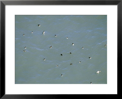 Atlantic Puffin, Group Swimming, Iceland by Patricio Robles Gil Pricing Limited Edition Print image