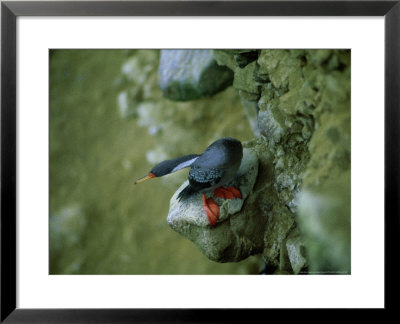 Red-Legged Cormorant, Paracas, Peru by Patricio Robles Gil Pricing Limited Edition Print image