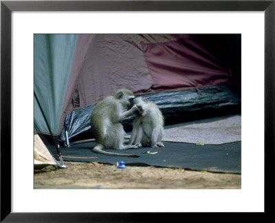 Vervet Monkeys, Pair, South Africa by Patricio Robles Gil Pricing Limited Edition Print image