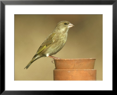 Greenfinch, Carduelis Chloris Female Perched On Terracotta Pots, Uk by Mark Hamblin Pricing Limited Edition Print image