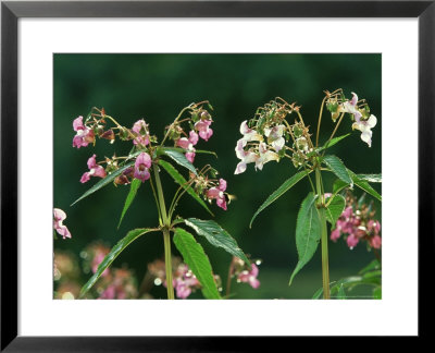 Himalayan Balsam, Impatiens Glandulifera In Flower Along River Derwent, Derbyshire, Uk by Mark Hamblin Pricing Limited Edition Print image