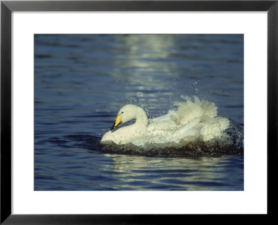 Whooper Swan, Cygnus Cygnus Adult Bathing Uk by Mark Hamblin Pricing Limited Edition Print image
