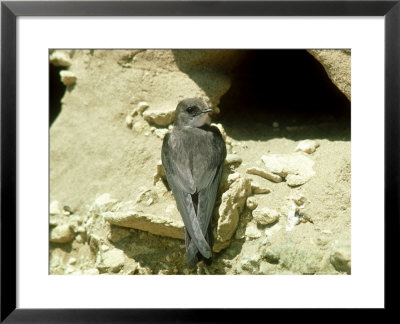 Sand Martin, Riparia Riparia At Nest Hole by Mark Hamblin Pricing Limited Edition Print image