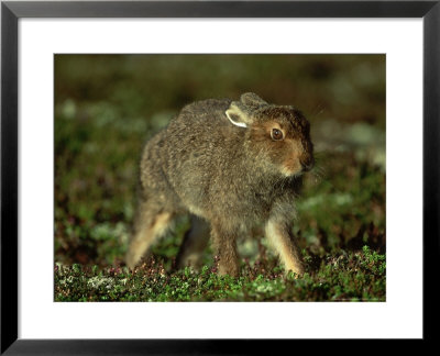 Mountain Hare, Lepus Timidus Leveret On Heather Moor Scotland by Mark Hamblin Pricing Limited Edition Print image