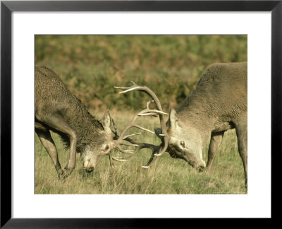 Red Deer, Close-Up, Leicestershire, Uk by Mark Hamblin Pricing Limited Edition Print image