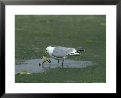 Common Gull, Larus Canus Eating Frog Glen Shee by Mark Hamblin Pricing Limited Edition Print image