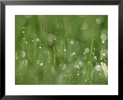 Water Droplets On Grass, Close-Up Detail Yorkshire, Uk by Mark Hamblin Pricing Limited Edition Print image