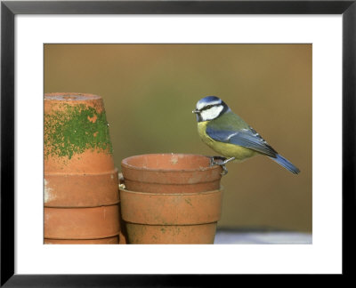 Blue Tit, Perched On Flower Pots, Uk by Mark Hamblin Pricing Limited Edition Print image