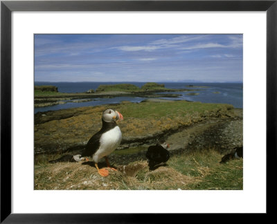 Puffin, Nesting Colony, Outer Hebrides by Mark Hamblin Pricing Limited Edition Print image