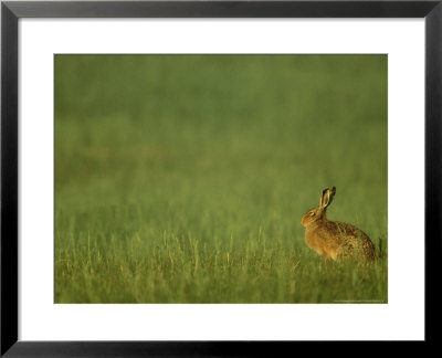 Brown Hare, Adult In Field, Highlands, Scotland by Mark Hamblin Pricing Limited Edition Print image