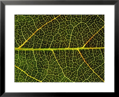 Close-Up Detail Of Veins, Leaf Of Virginian Creeper, October, Scotland by Mark Hamblin Pricing Limited Edition Print image