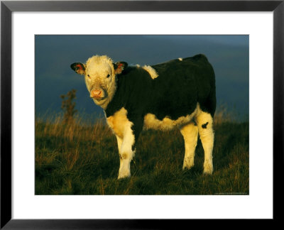 Calfhereford Bull X Fresian Cowon Upland Pasturepeak District by Mark Hamblin Pricing Limited Edition Print image
