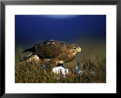 Common Buzzard, Feeding On Ground Highlands by Mark Hamblin Pricing Limited Edition Print image