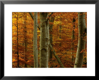 Beech Woodland by Mark Hamblin Pricing Limited Edition Print image