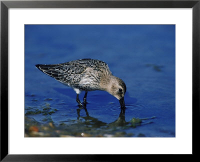 Dunlin by Mark Hamblin Pricing Limited Edition Print image