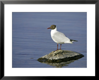 Blackheaded Gull On Rock In Summer Plumage, Scotland by Mark Hamblin Pricing Limited Edition Print image