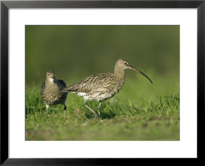 Curlew, Pair Courting, Scotland by Mark Hamblin Pricing Limited Edition Print image