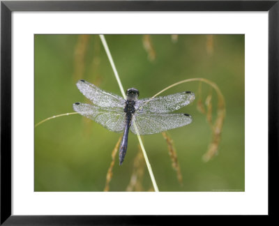 Black Darter, Adult On Grass Stem, Scotland by Mark Hamblin Pricing Limited Edition Print image