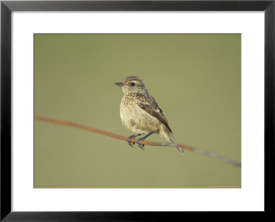 Stonechat, Juvenile Perched On Rusty Wire, Scotland by Mark Hamblin Pricing Limited Edition Print image