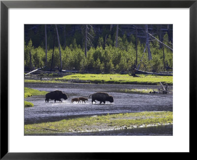 Bison, Two Adult Cows With Calves Crossing Madison River, Usa by Mark Hamblin Pricing Limited Edition Print image