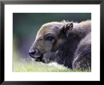 European Bison, Close-Up Of Young Calf Laid Down Resting (Captive), Scotland by Mark Hamblin Pricing Limited Edition Print image