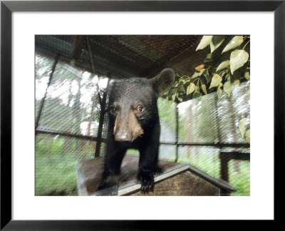 Black Bear, Cub, Amos, Canada by Philippe Henry Pricing Limited Edition Print image