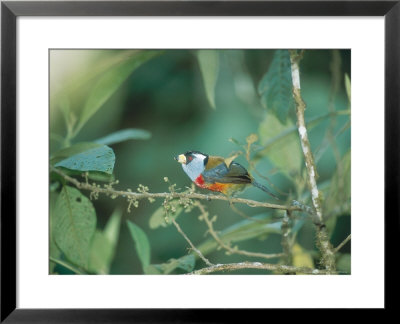 Toucan Barbet, Cloud Forest, Western Slope Of Pichincha Volcano, Ecuador by Mark Jones Pricing Limited Edition Print image