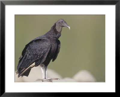 Black Vulture, Gregarious Scavenger, Tambopata River, Peruvian Amazon by Mark Jones Pricing Limited Edition Print image