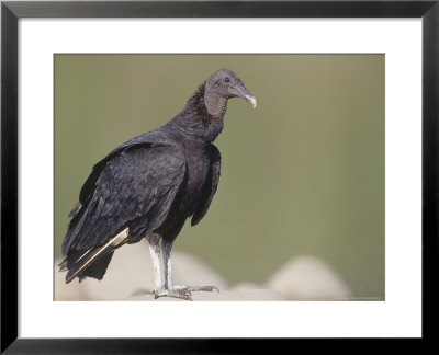 Black Vulture, Gregarious Scavenger, Tambopata River, Peruvian Amazon by Mark Jones Pricing Limited Edition Print image