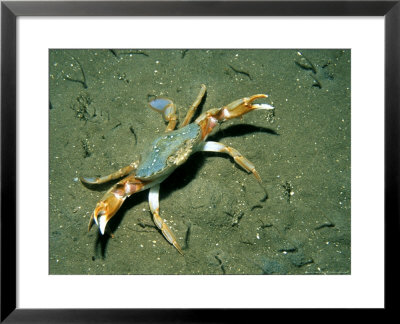 Swimming Crab, Islay, Scotland by Paul Kay Pricing Limited Edition Print image