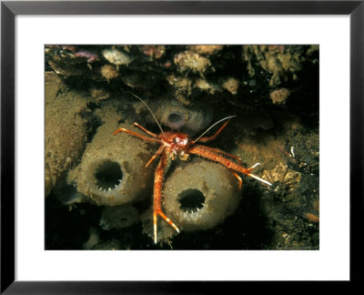 Long-Clawed Squat Lobster, Kenmare Point, Scotland by Paul Kay Pricing Limited Edition Print image