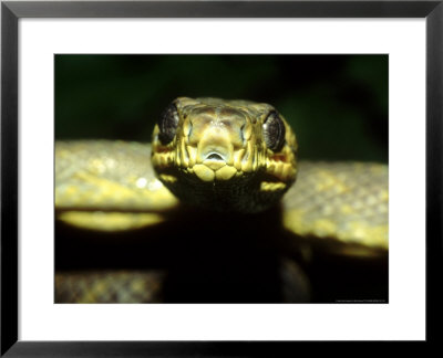 Trinidad Tree Boa, Corallus Enydris Nb Heat Sensing Pits by Brian Kenney Pricing Limited Edition Print image