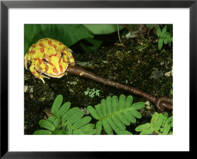 Chaco Horned Frog, Ceratophrys Cranwelli Albino, Eating Worms, S. America by Brian Kenney Pricing Limited Edition Print image