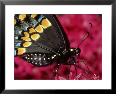 Black Swallow Tail Butterfly by Brian Kenney Pricing Limited Edition Print image