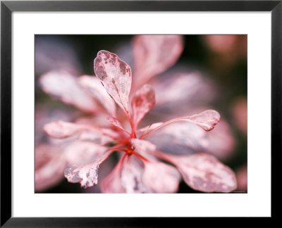 Berberis Thunbergii Roseglow by Geoff Kidd Pricing Limited Edition Print image