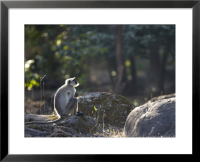 Grey Langur, Langur Sitting On Rock In Solitude, Madhya Pradesh, India by Elliott Neep Pricing Limited Edition Print image